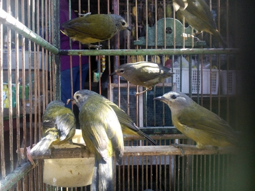 Illegal Birds On Sale Again in Muntilan Market, Magelang, Central Java (June 4, 2016)